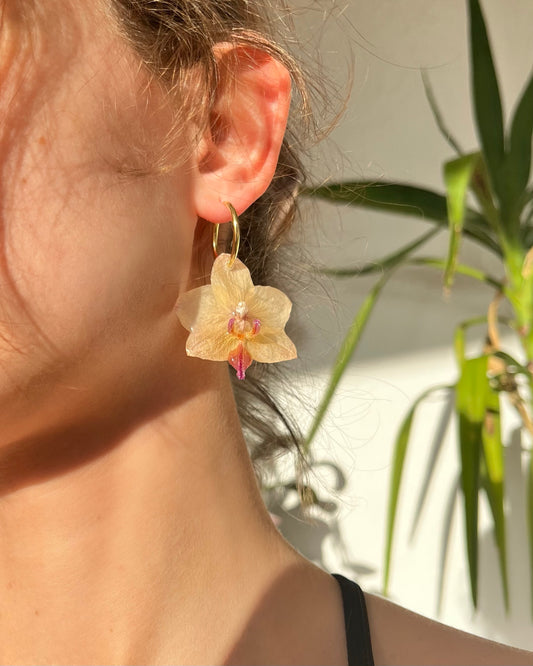 Soleil Orchids