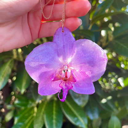 Royal Orchid
