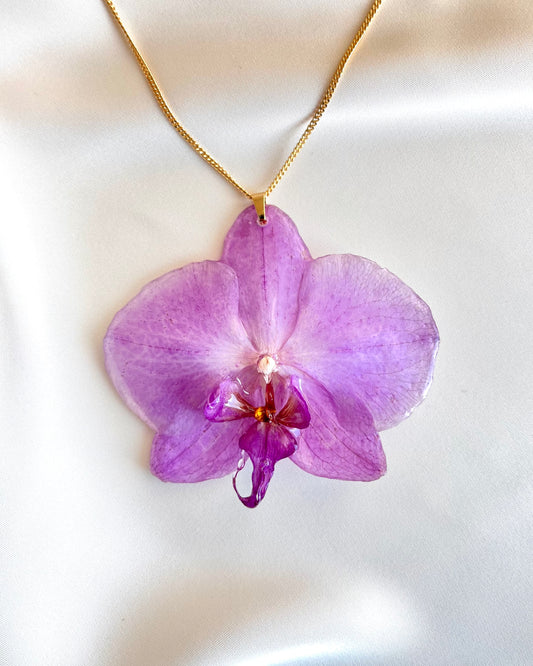 Royal Orchid