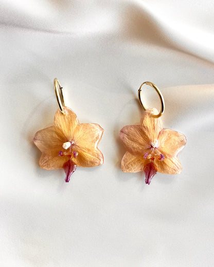Soleil Orchids