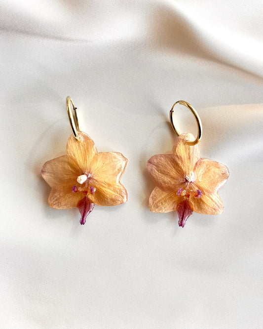 Soleil Orchids